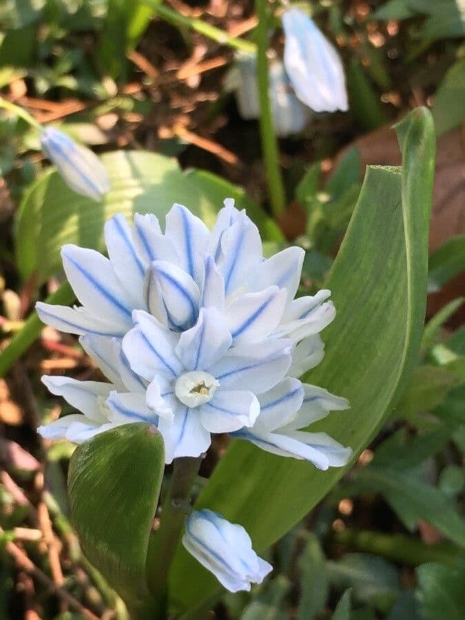 Puschkinia scilloides gestreifte Kegelblume blauviolette Blueten