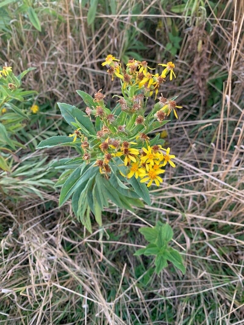 Senecio sarracenicus wachsend an Wasserkante mit gelben Bluten