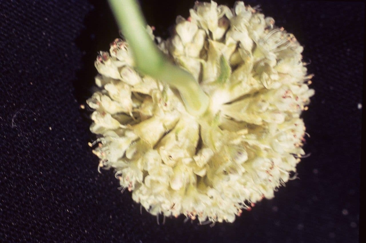 Eriogonum latens Bluetenkopfchen auf trockenem felsidem Untergrund in den Inyo Mountains Ostkaliforniens