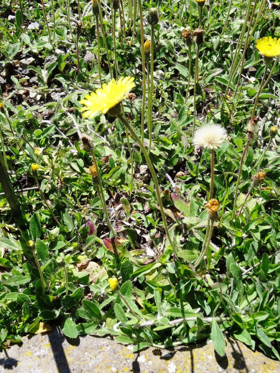 Glaucous fox-and-cubs with yellow flowers