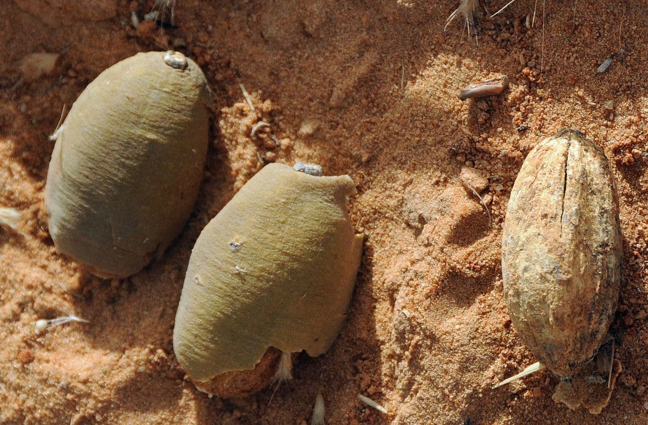 Dattier du desert avec ses epines caracteristiques