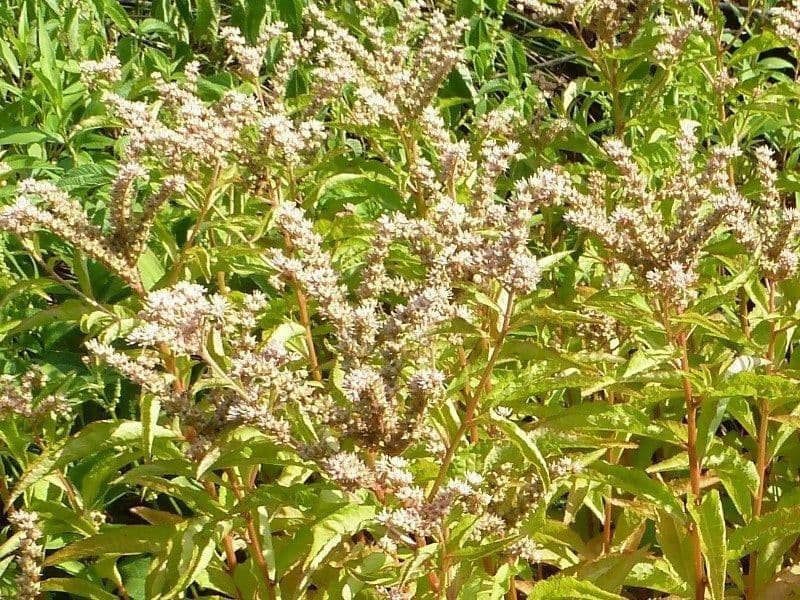 Penthorum sedoides mit gebogenen Bluetenrispen am Teichufer