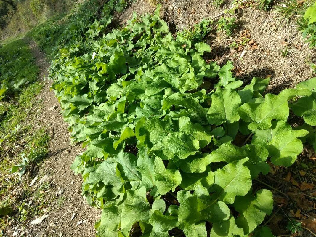 Bosklit (Arctium nemorosum) in volle bloei op een zonnige herfstschemering