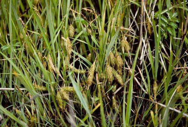 Carex paléacé dans un jardin humide avec de fines hampes vert clair