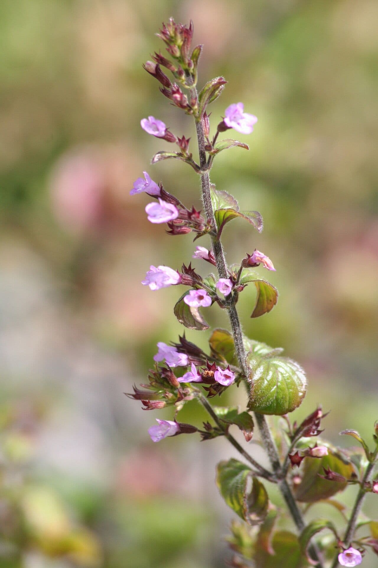 Clinopodium menthifolium avec des fleurs roses et des feuilles de menthe