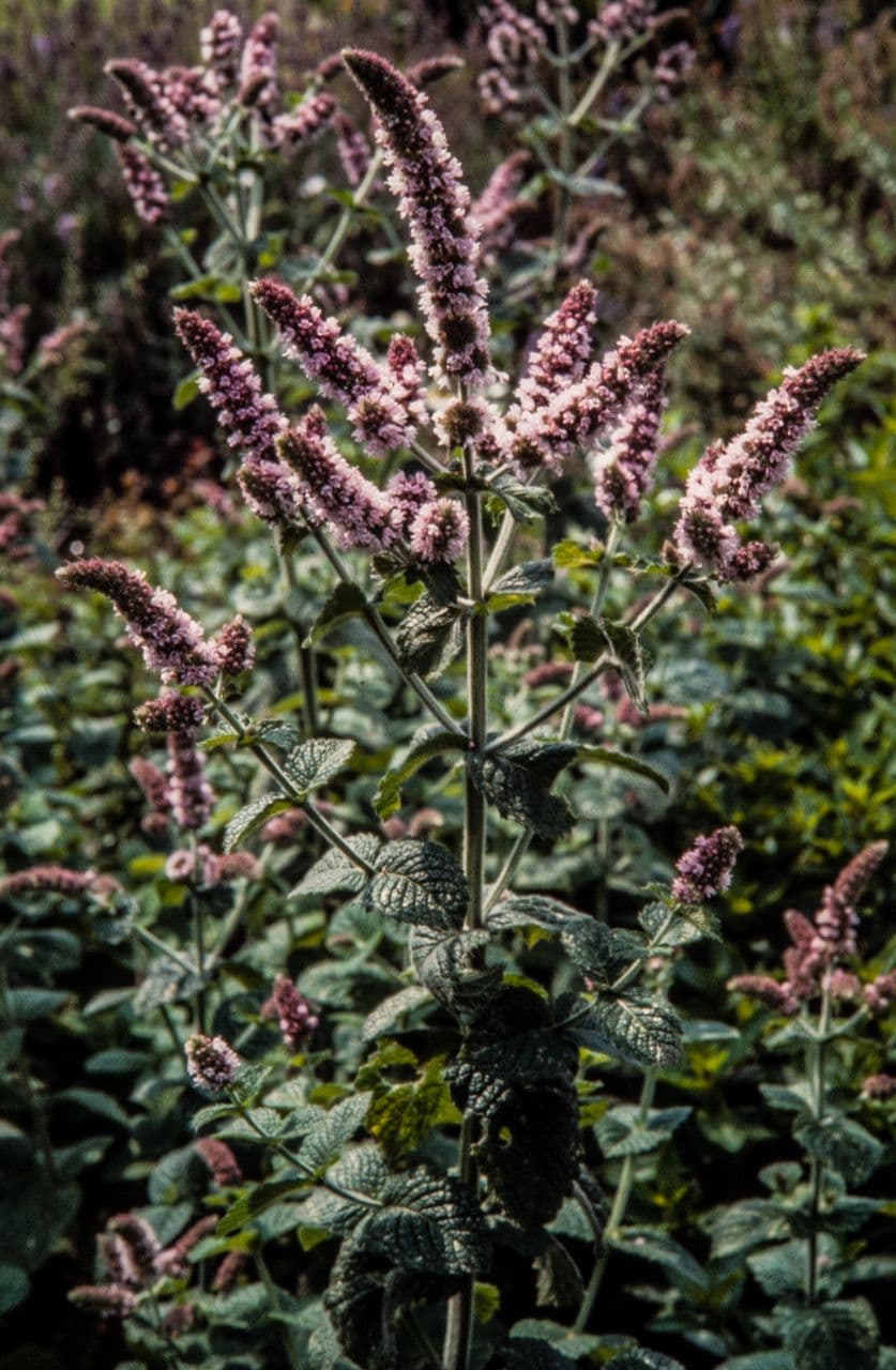 Menthe pomme (Mentha x villosa) avec son feuillage vert laineux et ses epis de fleurs lilas pale