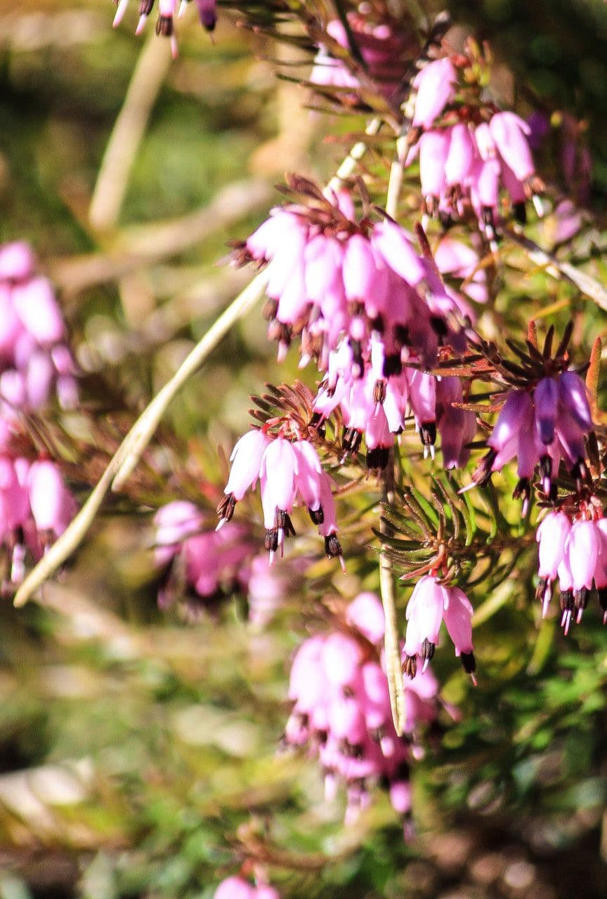 Spring heath flowers in snow