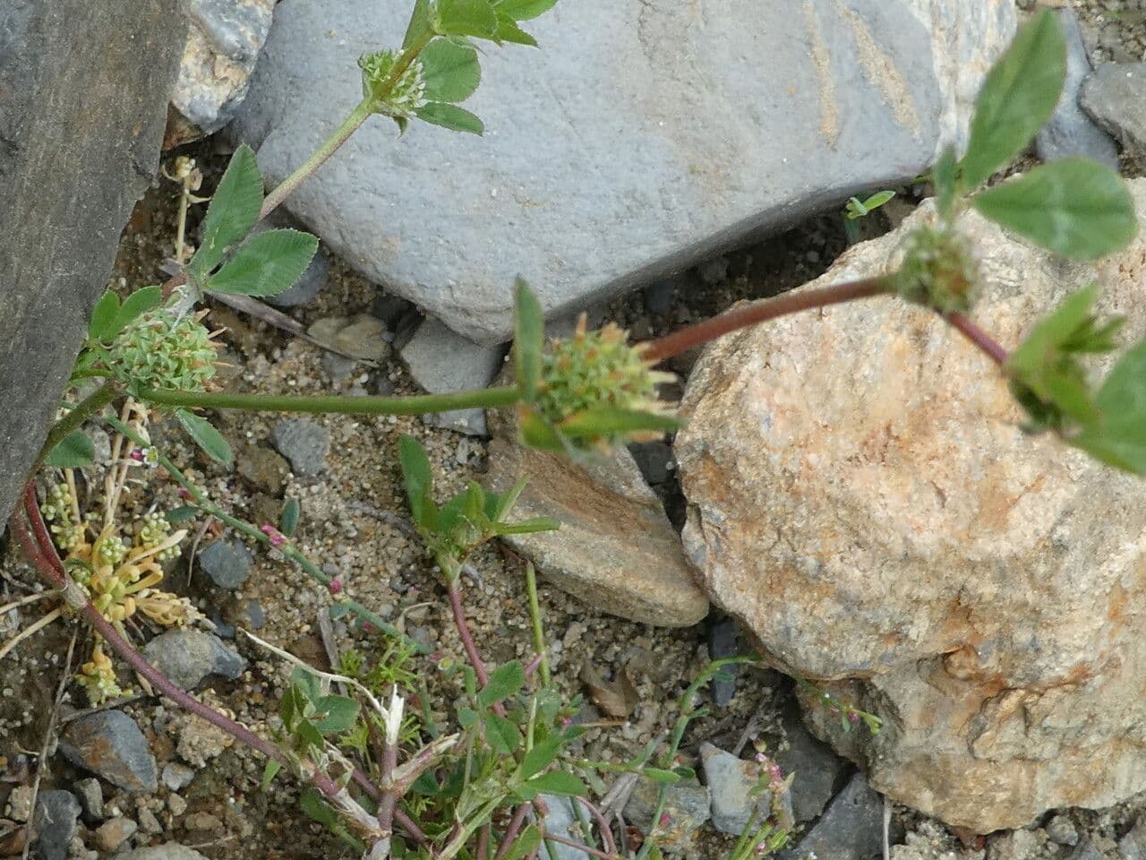 Knäuel-Klee (Trifolium glomeratum) mit seinen charakteristischen kugelförmigen Blütenständen