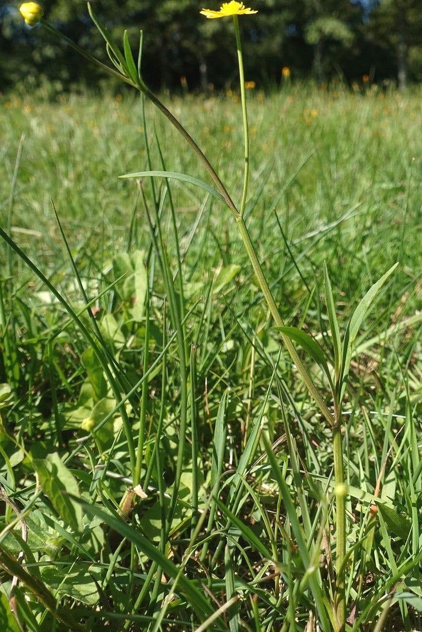 Lesser spearwort with yellow flowers in marsh setting