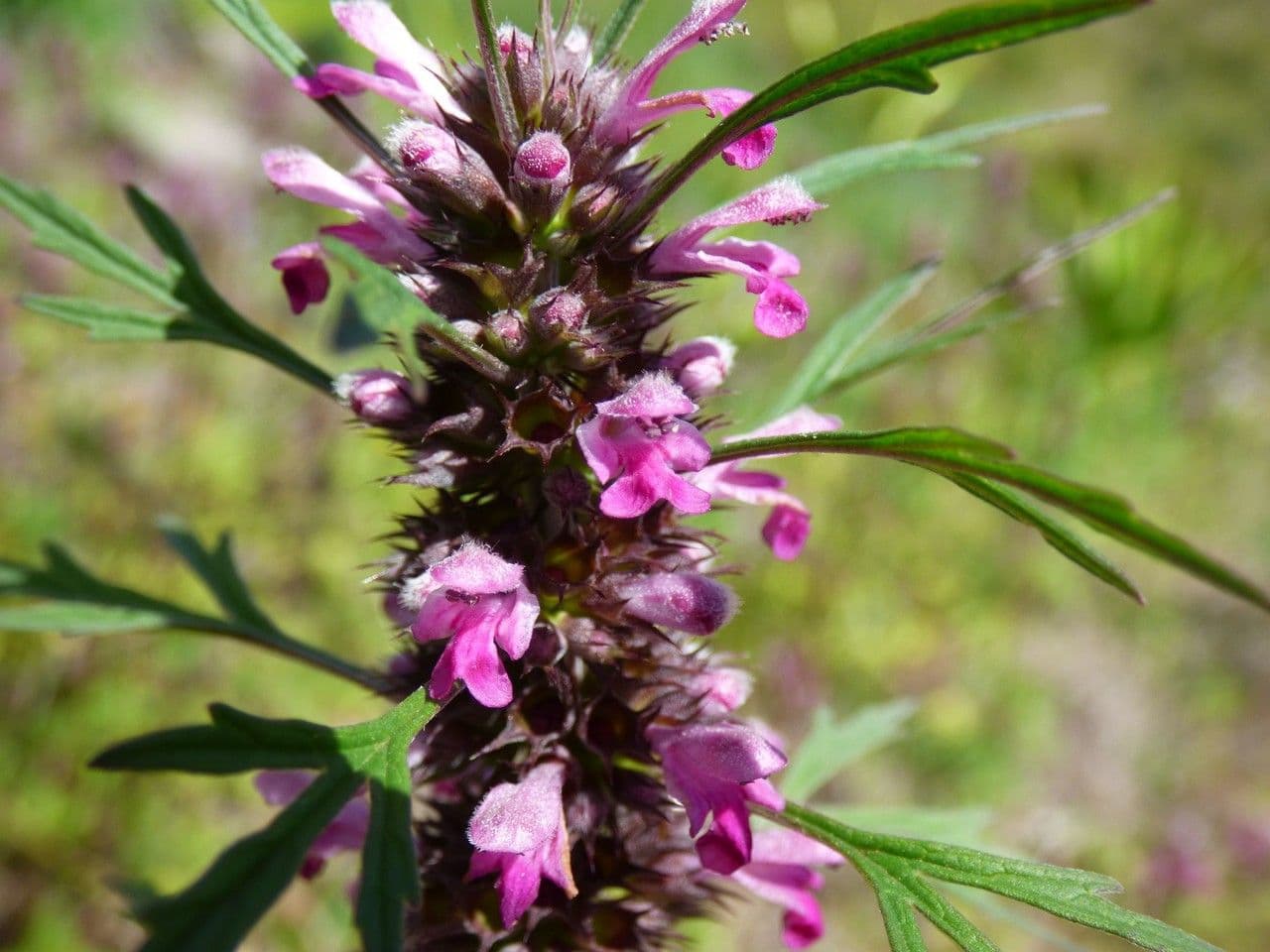 Leonurus sibiricus pink flowers attracting pollinators