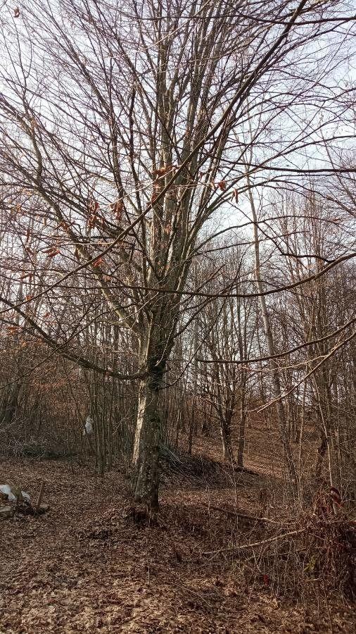 Orientalische Hainbuche im vollen Laub in einem sonnigen Gartenspot