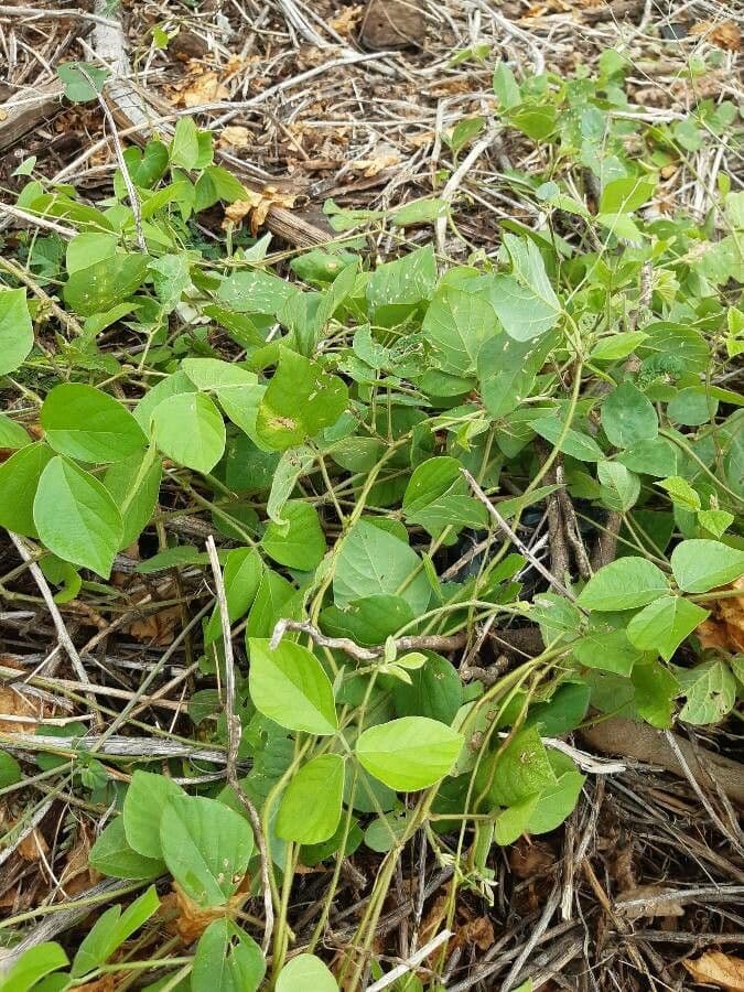 Neonotonia wightii Pflanze mit dreizähligen grünen Blättern