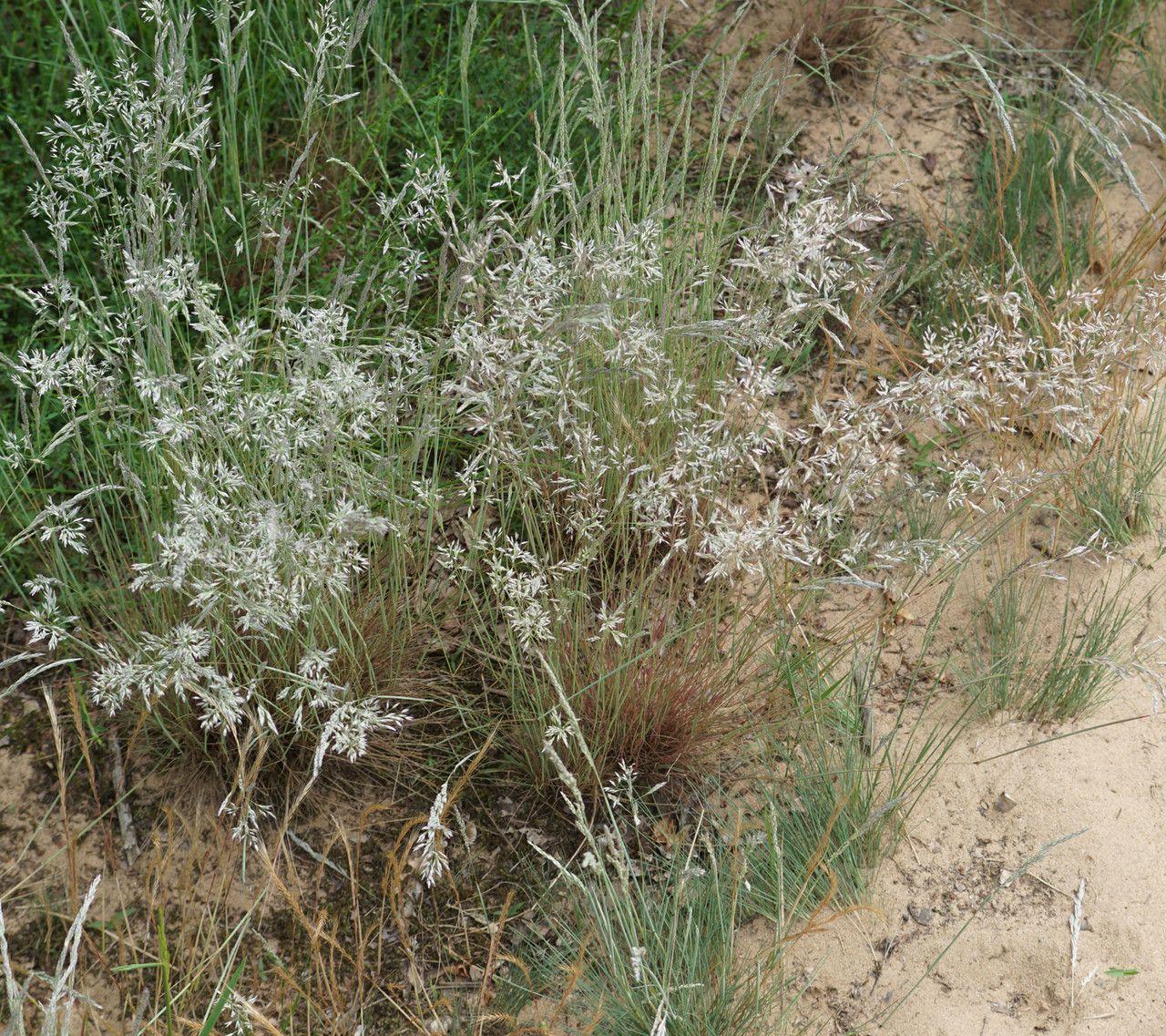 Een lichtgrijze pluim van Buntgras in volle bloei op een zonnige zomerse dag, omgeven door keien en droog tolerant groen