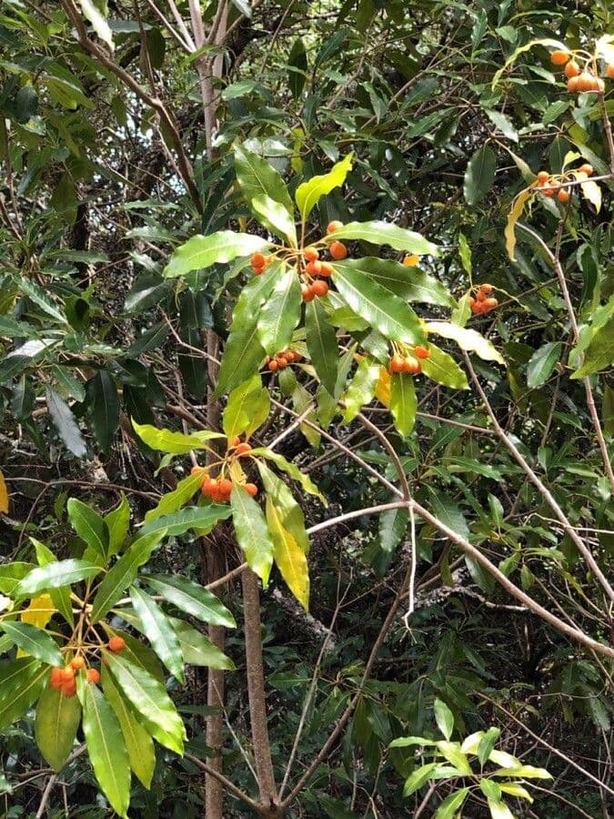 Wavy foliage of Pittosporum undulatum with flowers