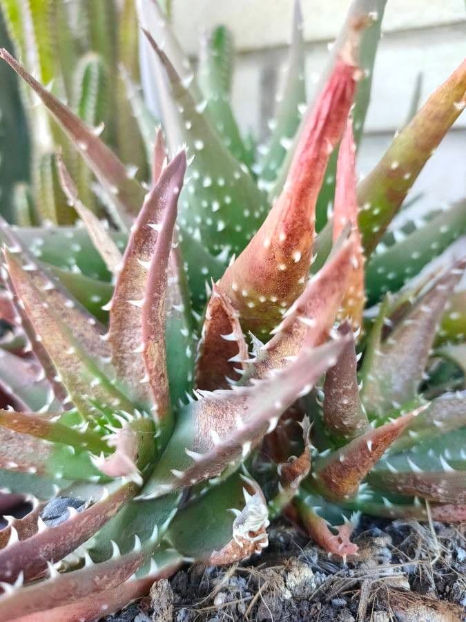 Aloe Epine Noire - croissance compacte avec epines noires