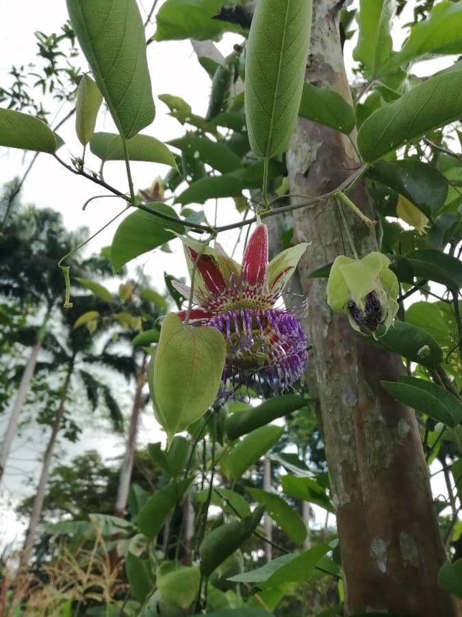 Passiflora maliformis flower with intricate crown of purple and white filaments