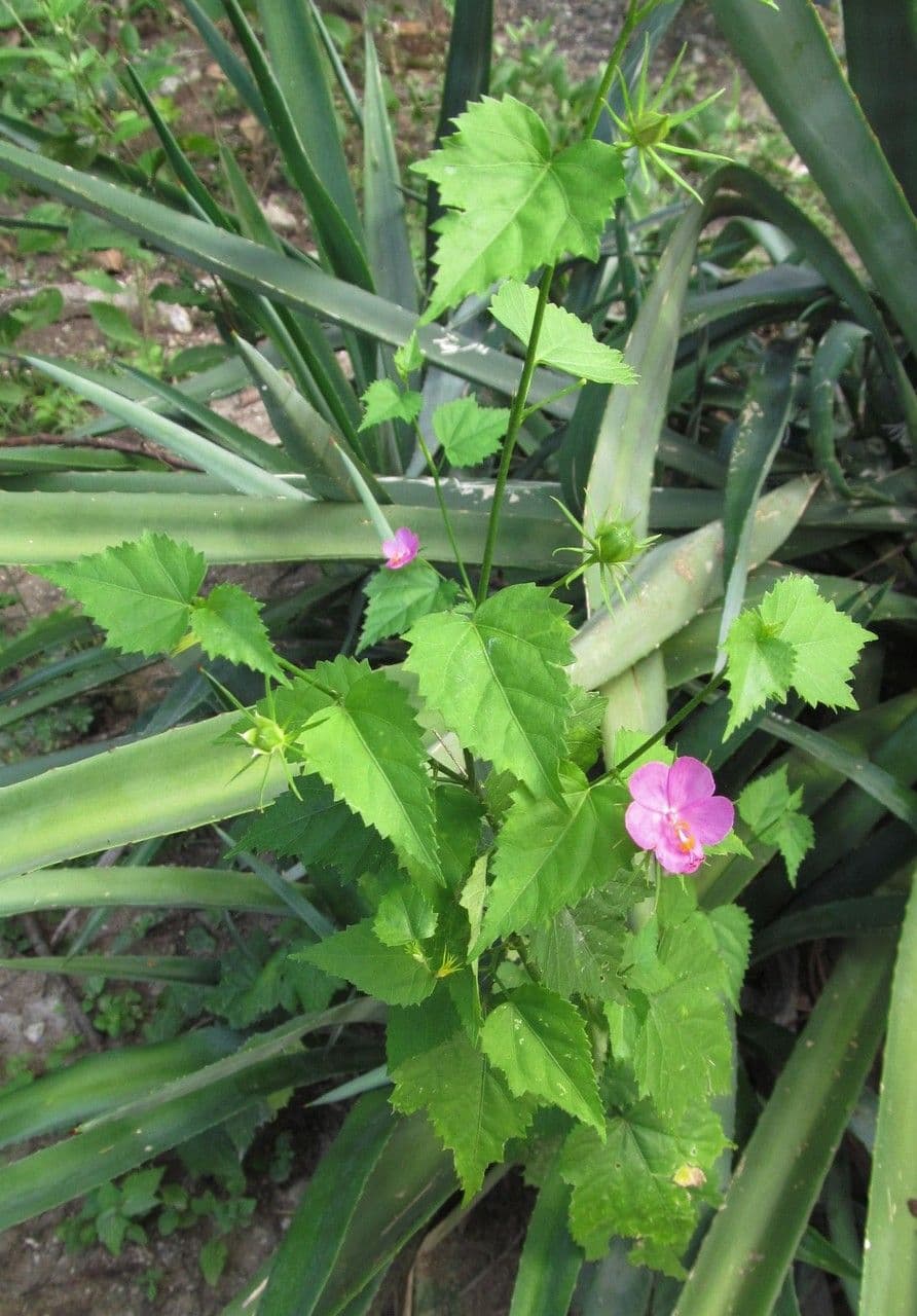 Hibiscus phoeniceus rode bloem met hart