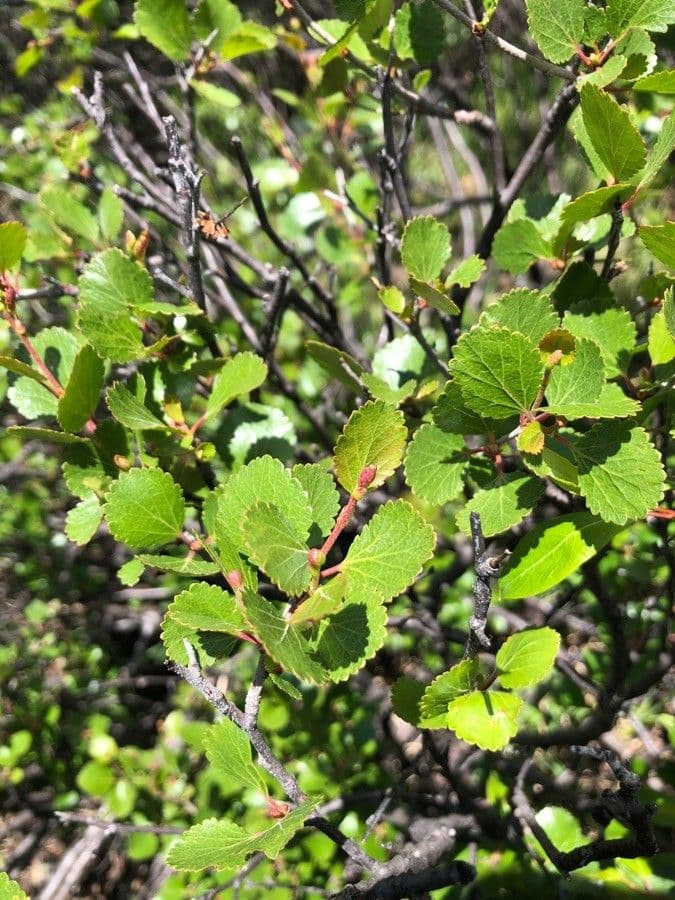 Plante bouleau glanduleux avec petites feuilles