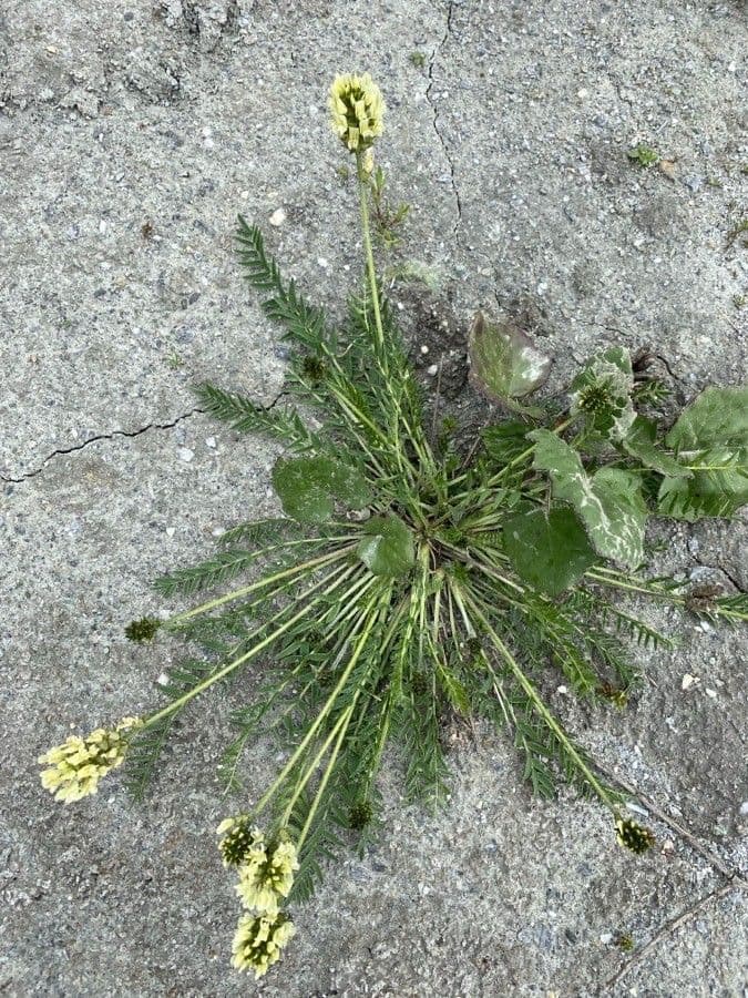 Gele bloemen van Gewone spitskiel in de alpen
