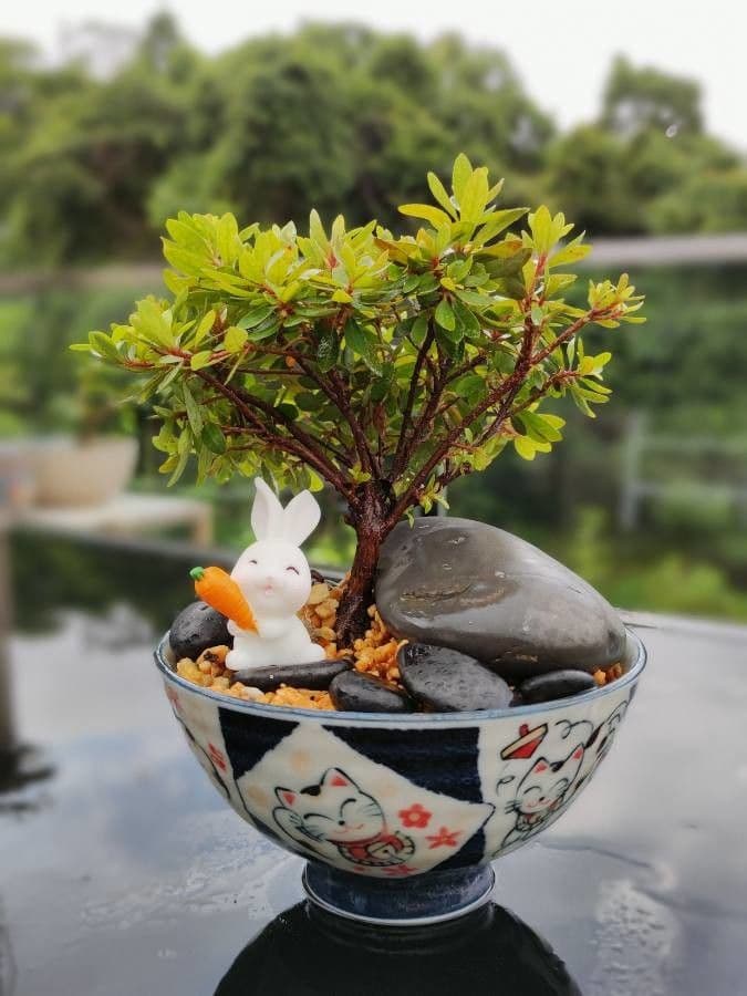 Satsuki azalea met roze en paarse bloemen