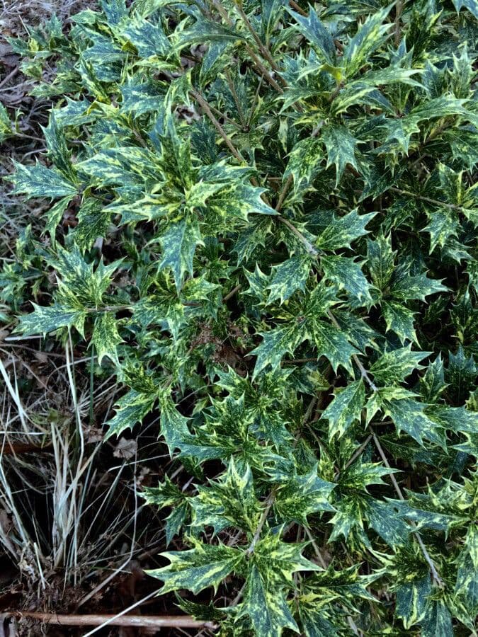 Osmanthus heterophyllus with fragrant white flowers and spiny leaves