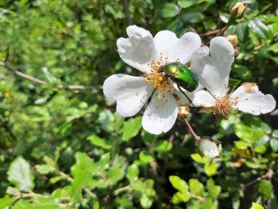 Rosa sempervirens in voller Blüte an einer Steinmauer, glänzende Blätter und weiße Blüten in Trauben