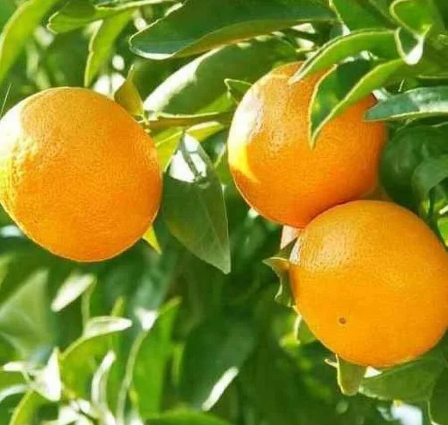 Citrus x aurantium with ripe orange fruits and fragrant white flowers