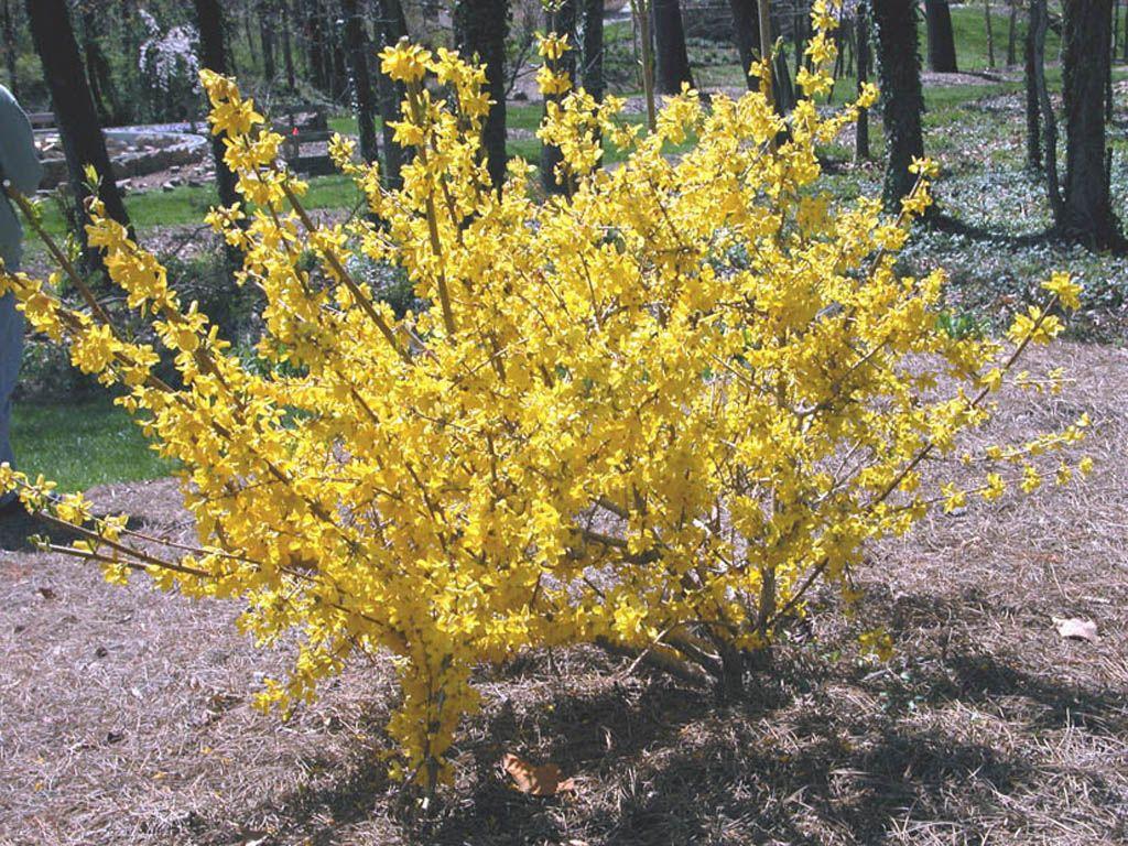 Greenstem forsythia in full bloom, bright yellow flowers along green stems