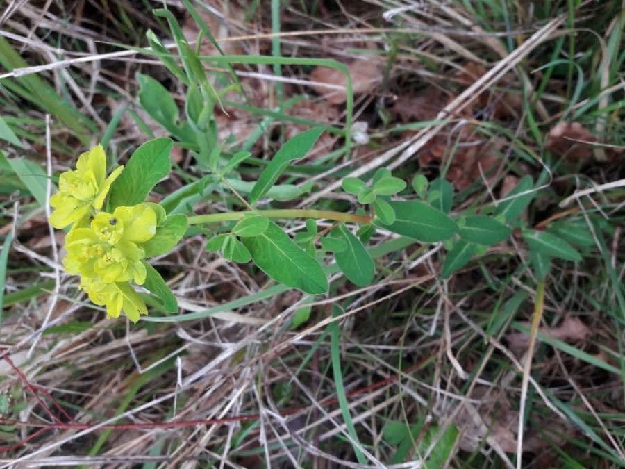Gele bloemkoppen van Geelkop-Wolfsmilch in mediterraan landschap