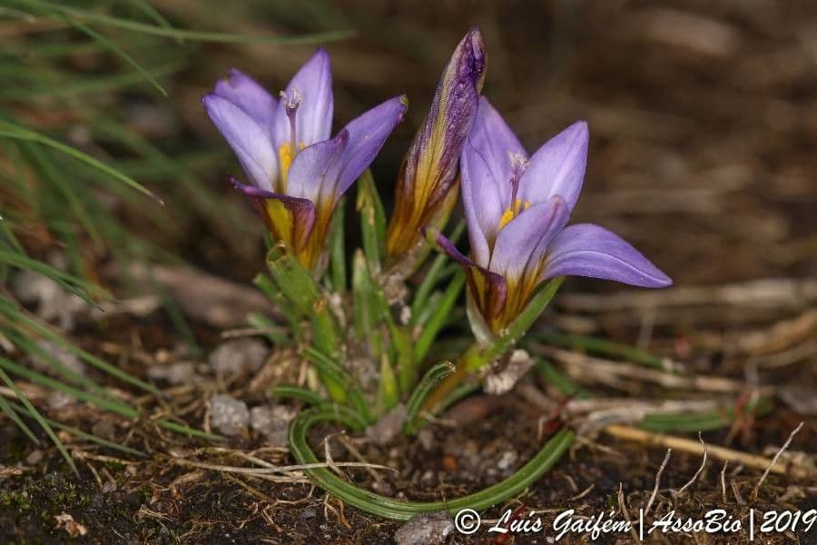 Violet en witte bloemen van Romulea bulbocodium