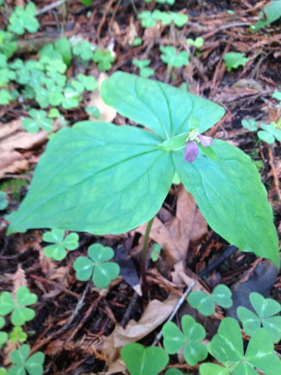 White flowers of Trillium ovatum with characteristic three-leaf structure