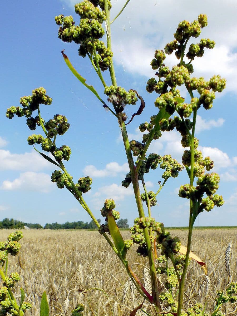 Chenopodium strictum - aufrechte Pflanze mit charakteristischem graugrünem Laub