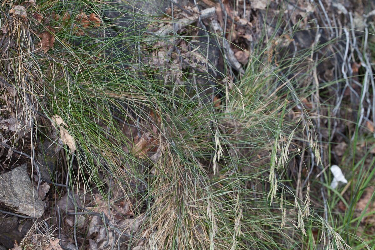 Festuca flavescens aux lames d'herbe fine jaune-vert