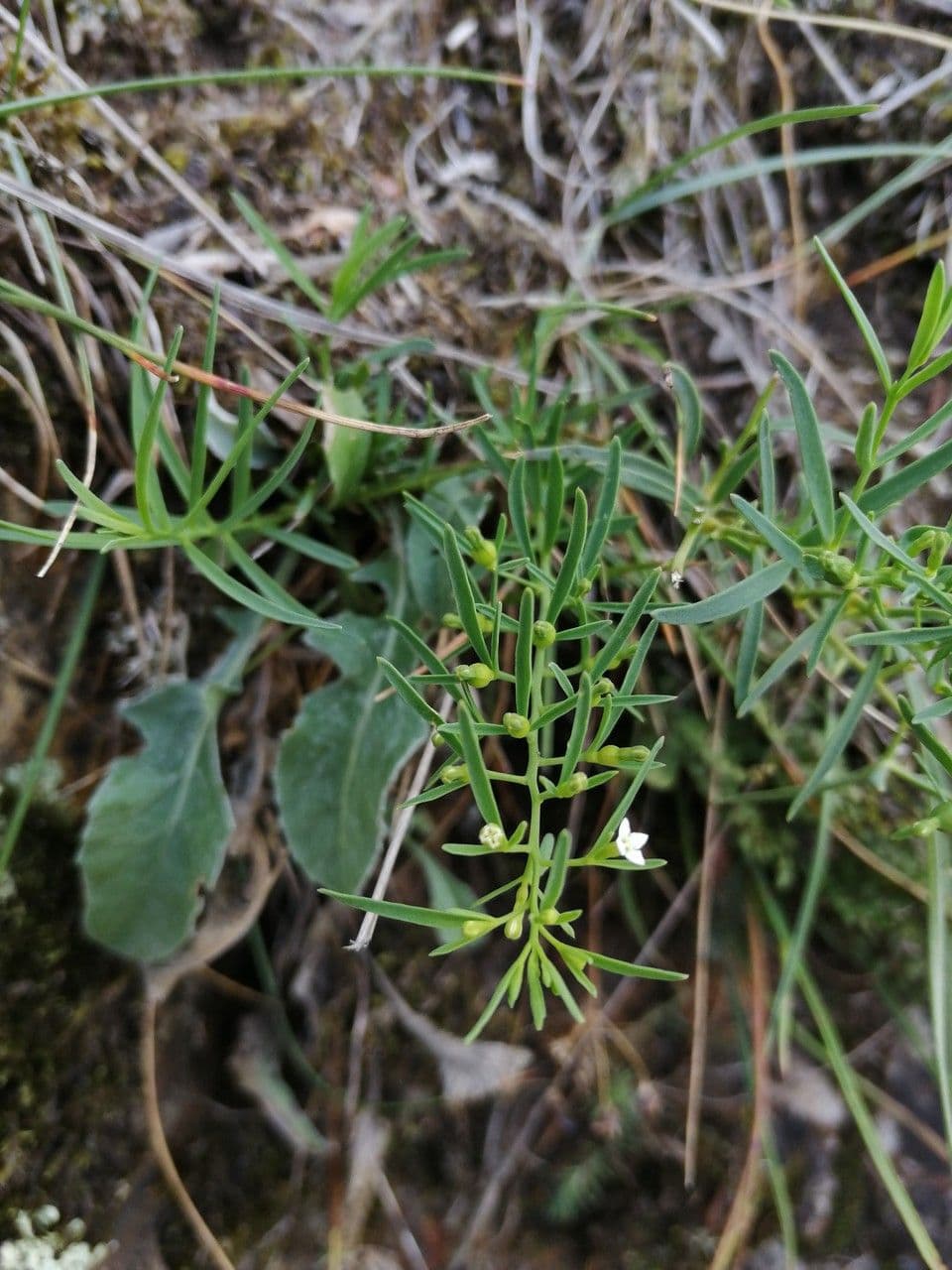 Thesium alpinum flowers with fine white corollas