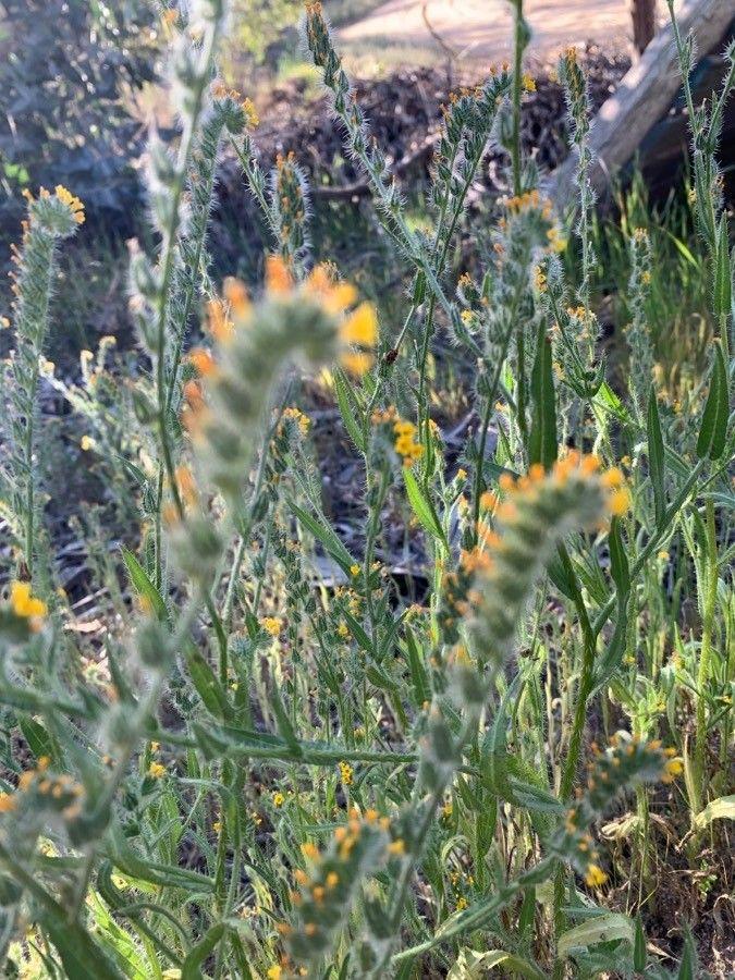 Amsinckia menziesii en pleine floraison sur un talus sec et ensoleillé