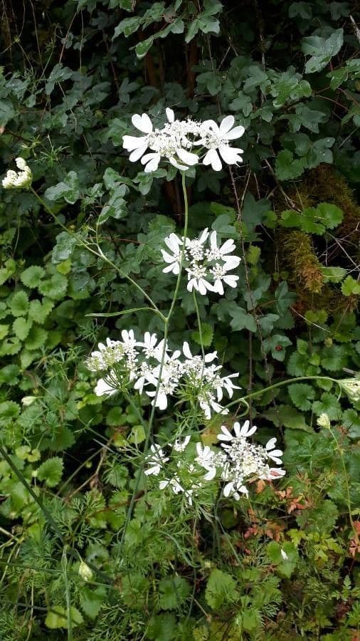 Délicates fleurs blanches d'Orlaya grandiflora