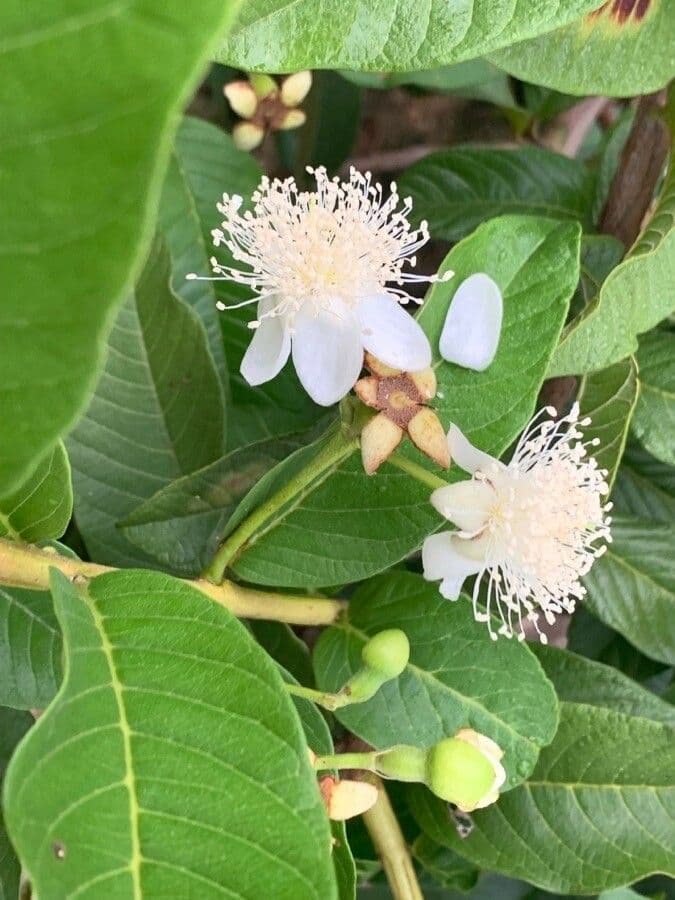 Braziliaanse Guava met kleine gele vruchten en donker blad