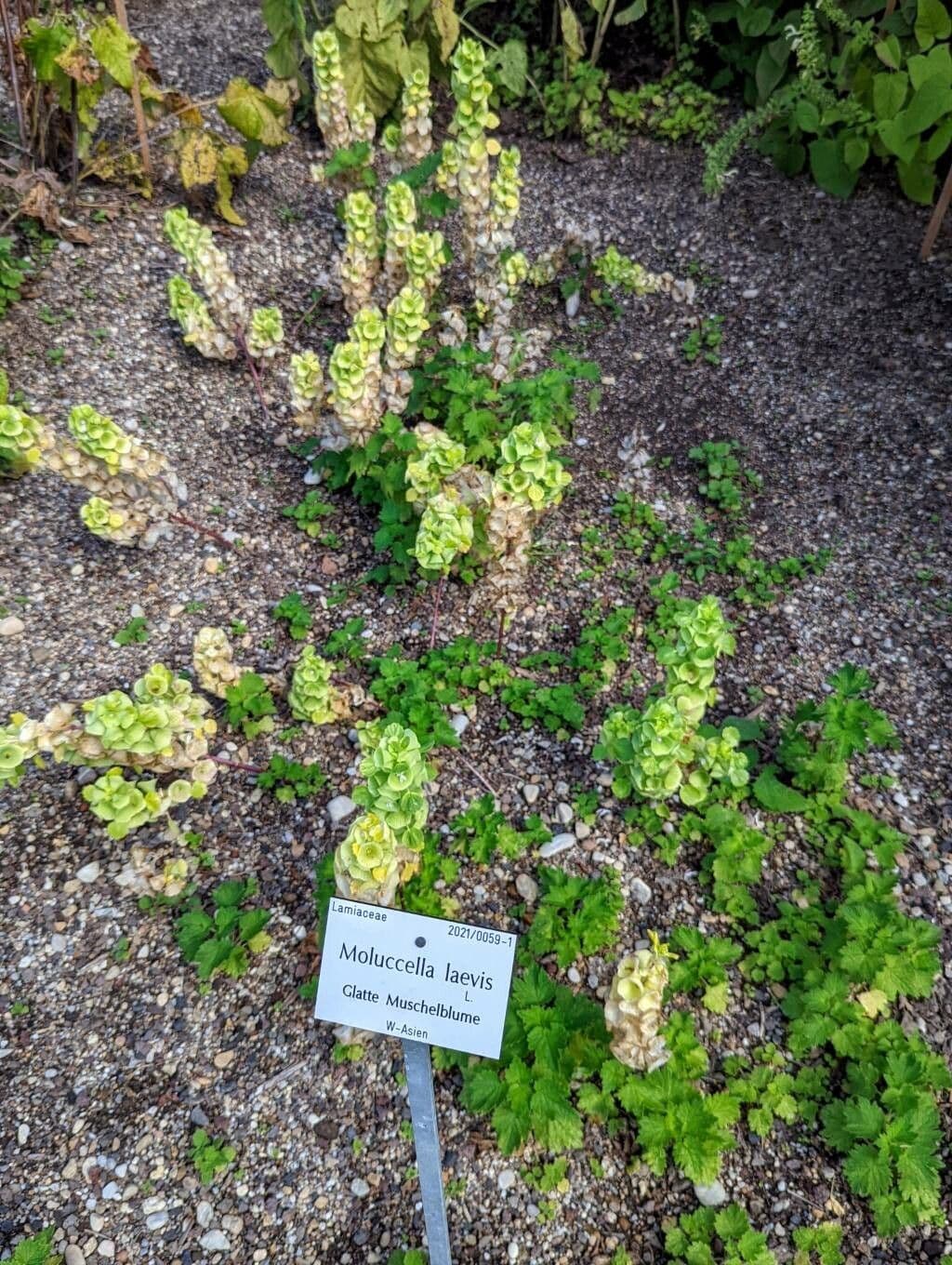Shellflower with characteristic green calyces