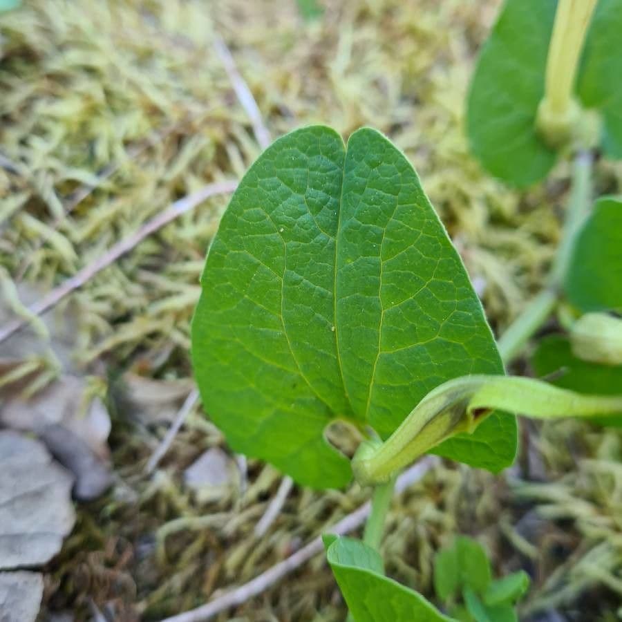 Aristoloche pâle (Aristolochia pallida) montrant les caractéristiques fleurs tubulaires