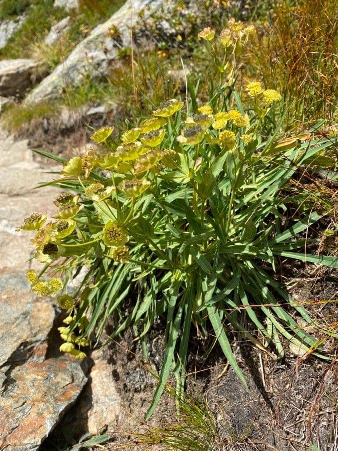 Bupleurum stellatum met sterchtige gele bloemen in alpien berggebied