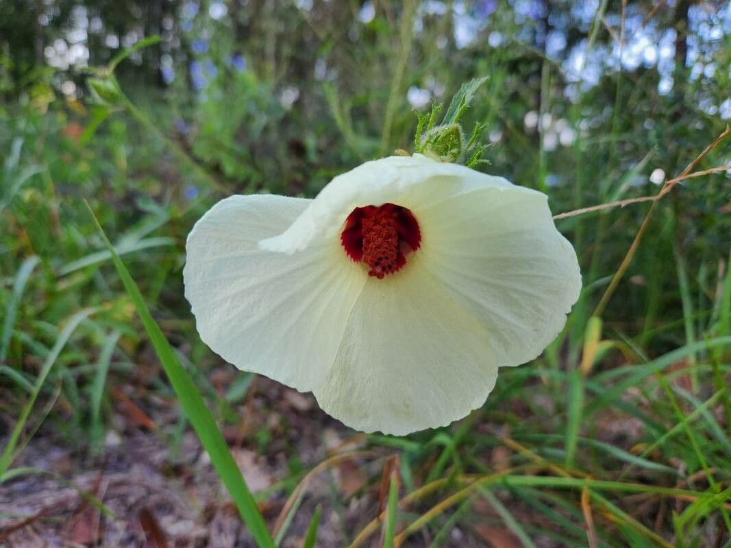 Fleur et feuillage Hibiscus aculeatus