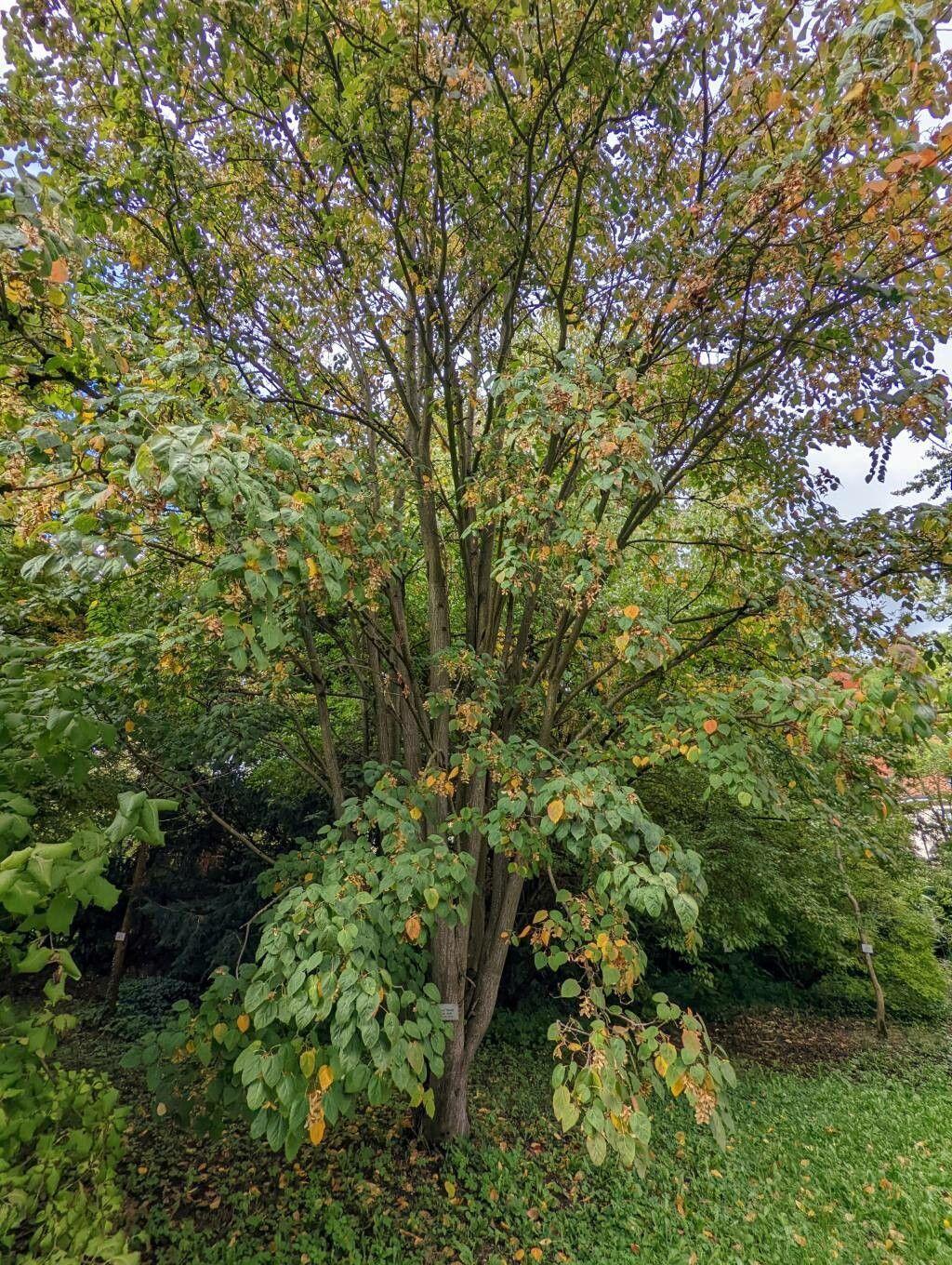 Acer davidii mit gestreifter Rinde und hellgrünen Blättern in einer Gartenlandschaft