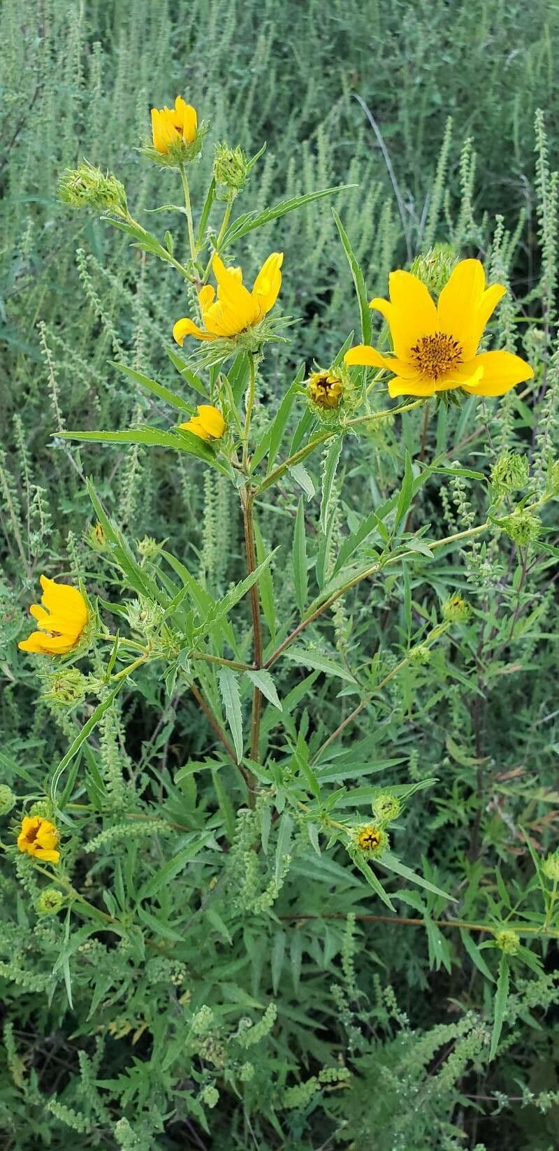 Bidens aristosa Pflanze mit gelben Bluten und charakteristischen Samenkapsel
