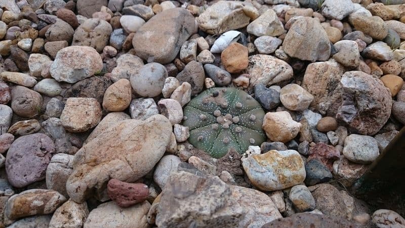 Sand-dollar cactus with characteristic star pattern