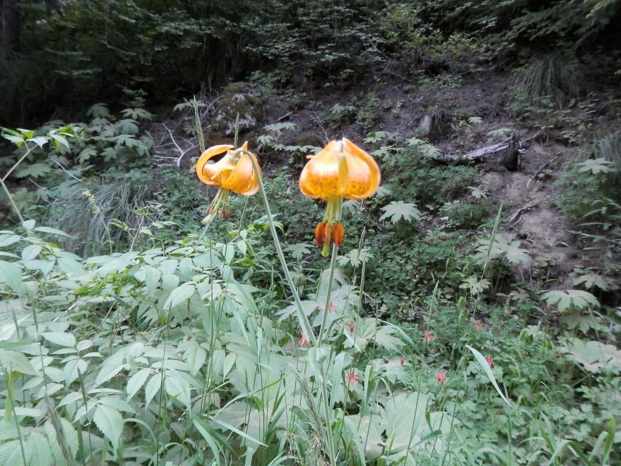 Lis de Colombie avec des fleurs rouges et jaunes