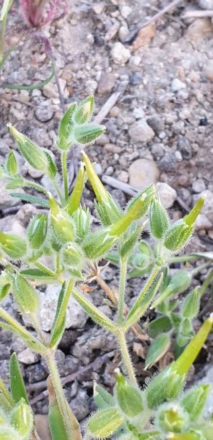 Cerastium dichotomum mit weissen Bluten