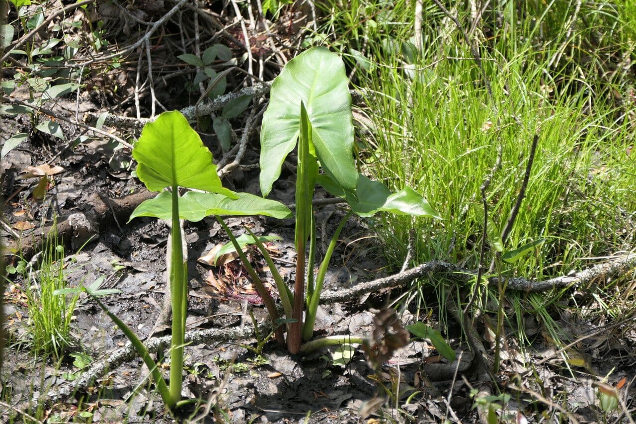 Peltandra virginica mit pfeilförmigen Blättern am Teich