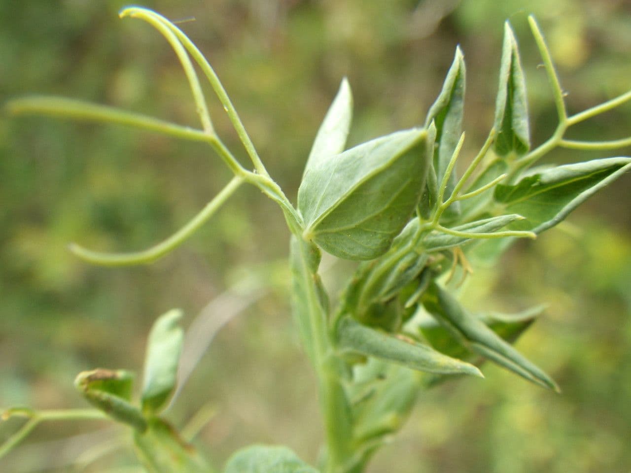 Cyprus-vetch: complete guide