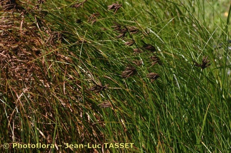 Bolboschoenus laticarpus Sumpfsegge mit braunen Bluetenkolben
