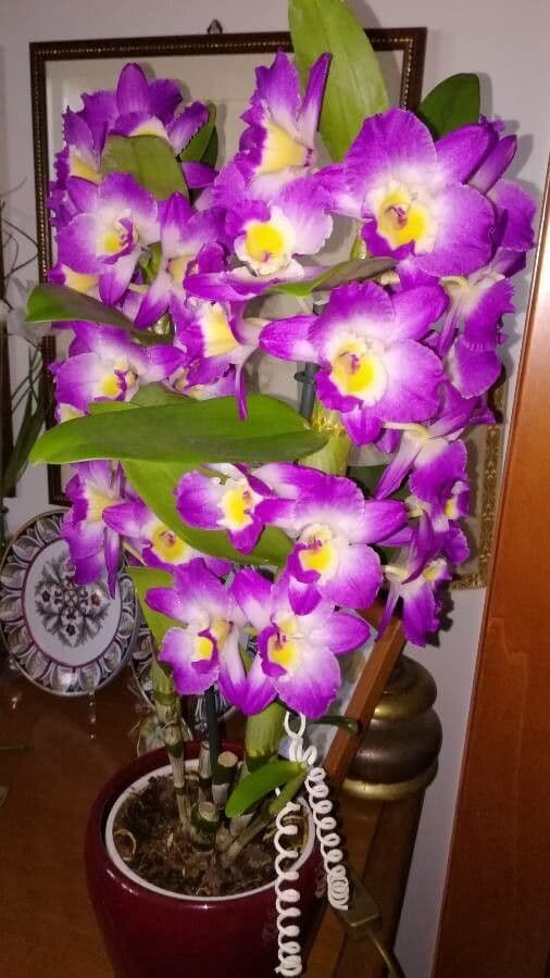 Dendrobium nobile orchid with white and pink flowers